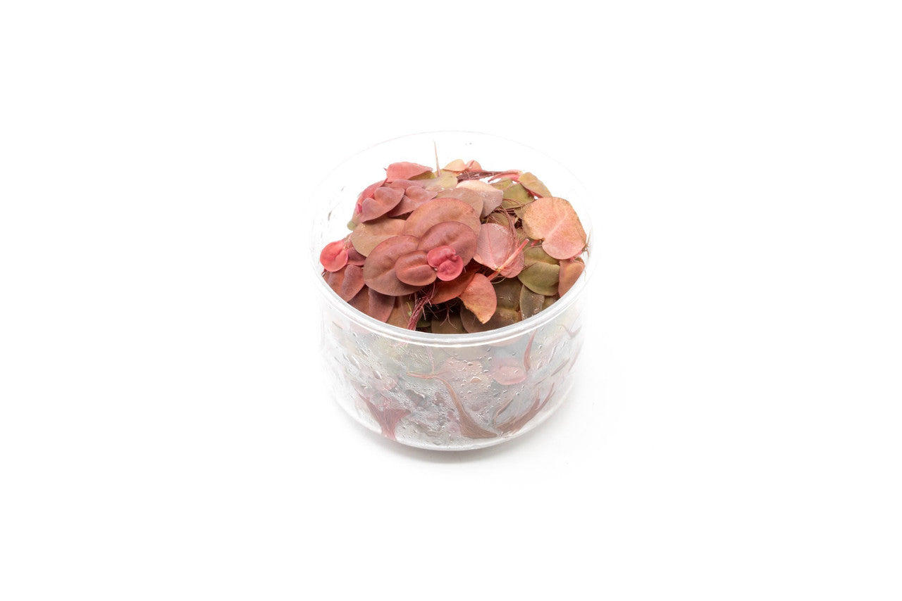 PHYLLANTHUS FLUITANS RED FLOATING PLANT