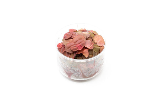 PHYLLANTHUS FLUITANS RED FLOATING PLANT
