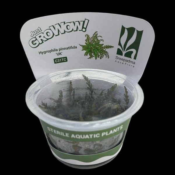 Hygrophila pinnatifida 'UK'