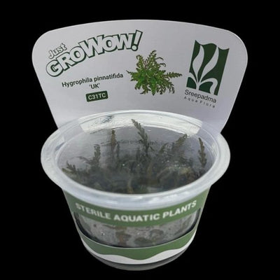 Hygrophila pinnatifida 'UK'