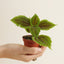 Moon Valley Pilea Plant (Terrarium)