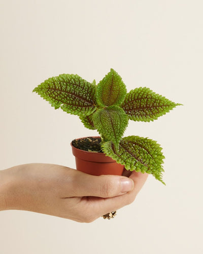 Moon Valley Pilea Plant (Terrarium)