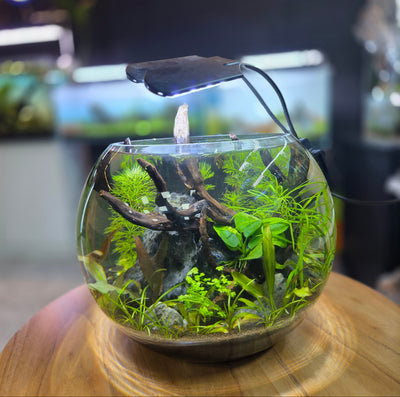 Ecosysem Planted Bowl Full Set