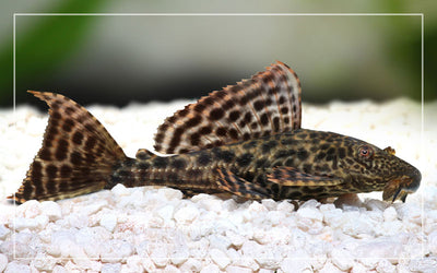 الأسماك المصاصة