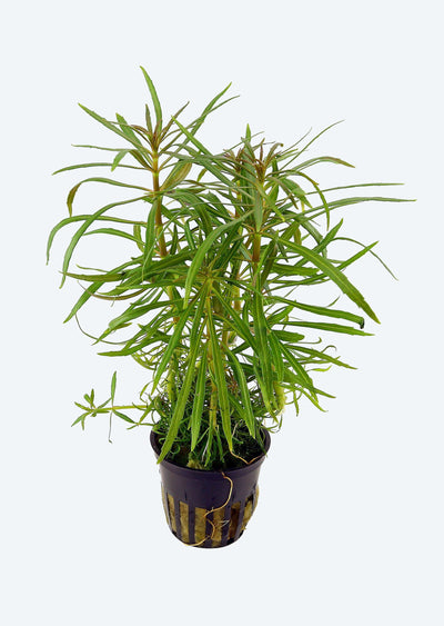 POGOSTEMON STELLATUS OCTOPUS POT PLANT