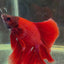 FULLMOON RED BETTA