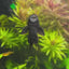 Albino Red Eye Bristlenose Pleco