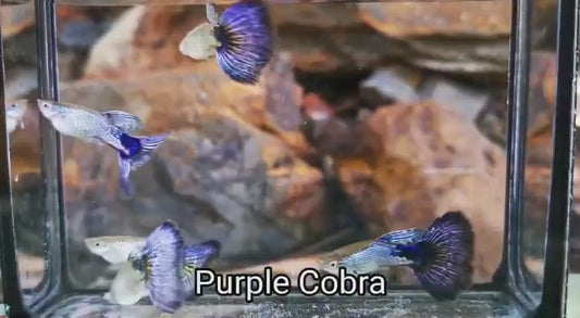 PURPLE KING COBRA SPECIAL GUPPY PAIR