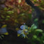 Red Neon Blue Eye Rainbow Fish 2-3cm