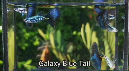 GALAXY BLUE TAIL SPECIAL GUPPY PAIR