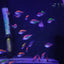 GLASS FISH 4CM