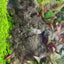 Otocinclus Algae Eater 3cm