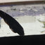 BLACK GHOST KNIFE FISH 5-7cm