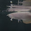 HIGH BACK GOLDEN AROWANA 18cm