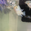 Electric Blue Jack Dempsey