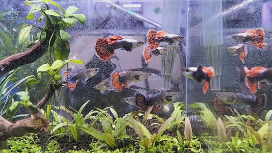 BIG EAR GUPPY PAIR