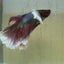 Halfmoon Dumbo Ear Betta