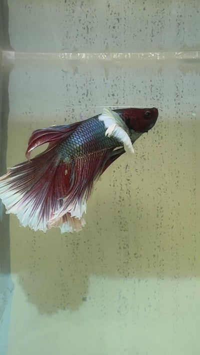 Halfmoon Dumbo Ear Betta