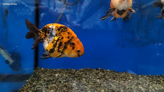 CALICO RANCHU GOLD