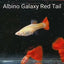 ALBINO GALAXY RED TAIL SPECIAL GUPPY PAIR