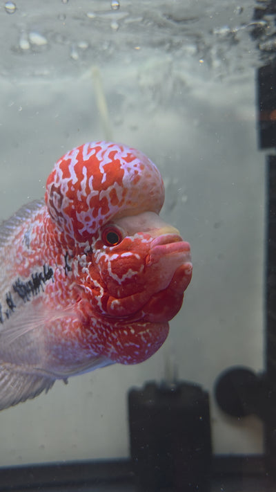 سمكة قرن الزهرة 10-12 سم