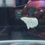 HALFMOON WHITE BETTA
