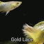 GOLD LACE SPECIAL GUPPY PAIR