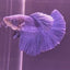 HALFMOON BLUE BETTA