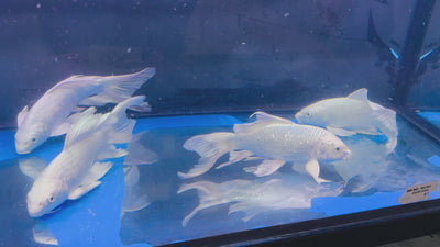 Butterfly Koi