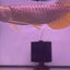 24K GOLD AROWANA FISH