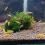 YELLOW GOLDLINE SHRIMPS 1.5cm
