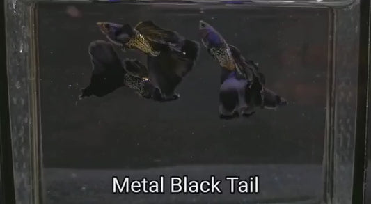 METAL BLACK SPECIAL GUPPY PAIR