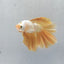 HALFMOON YELLOW DRAGON BETTA