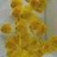 Yellow Discus Fish (Albino Strains)