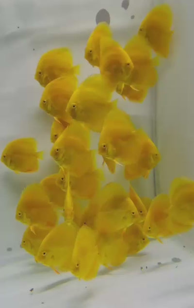 Yellow Discus Fish (Albino Strains)