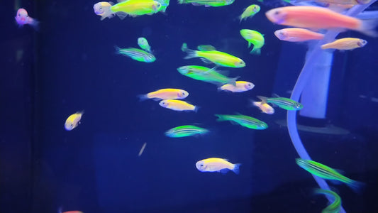 ZEBRA MIX 3CM