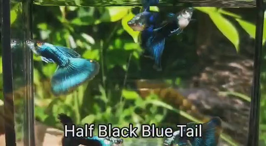 HALF BLACK BLUE TAIL SPECIAL GUPPY PAIR