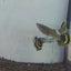 Tiger Special Guppy Pair