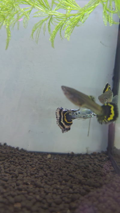 Tiger Special Guppy Pair