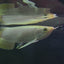 BANJER RED AROWANA 18cm