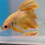 HALFMOON YELLOW DRAGON BETTA