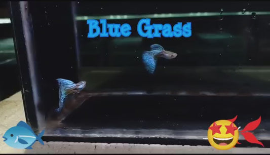 METAL BLUE GRASS SPECIAL GUPPY PAIR