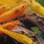 ORANGE SHRIMPS 1.5cm