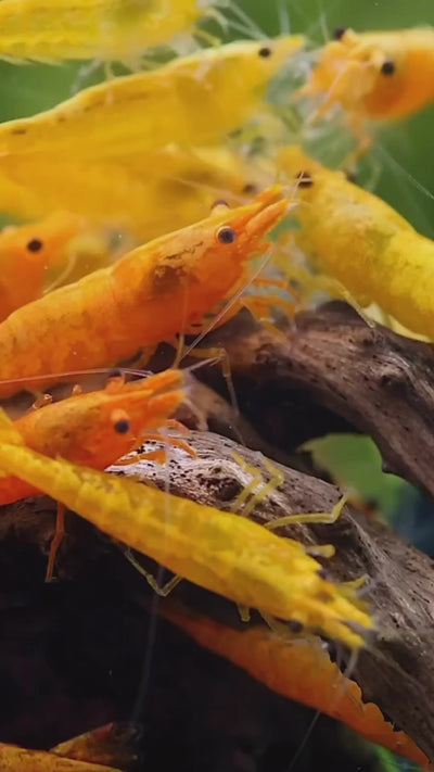 ORANGE SHRIMPS 1.5cm