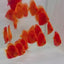 Red Melon Discus Fish
