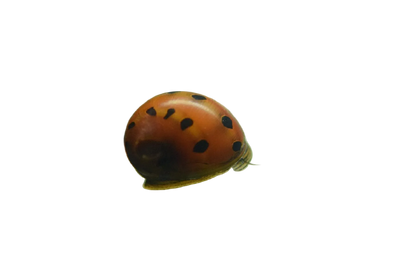 Red Spoted Snail