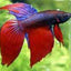 Veiltail Betta