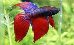 Veiltail Betta