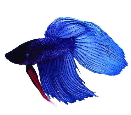 Veiltail Betta – Aquatic Vision Aquarium
