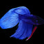 Veiltail Betta